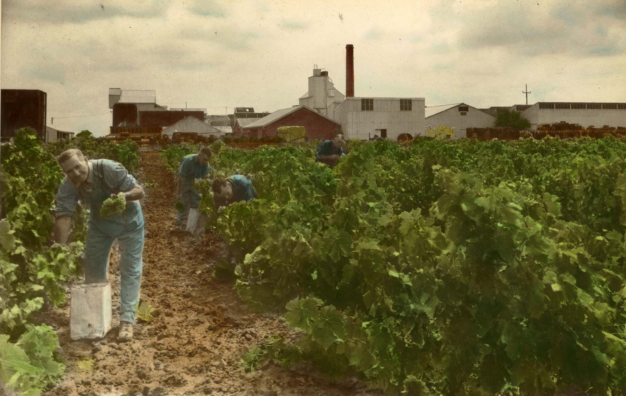 Worker in Hamiltons Ewell Vineyards Glenelg 1960s